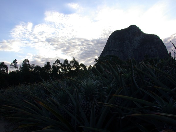 Pineapple Plantation